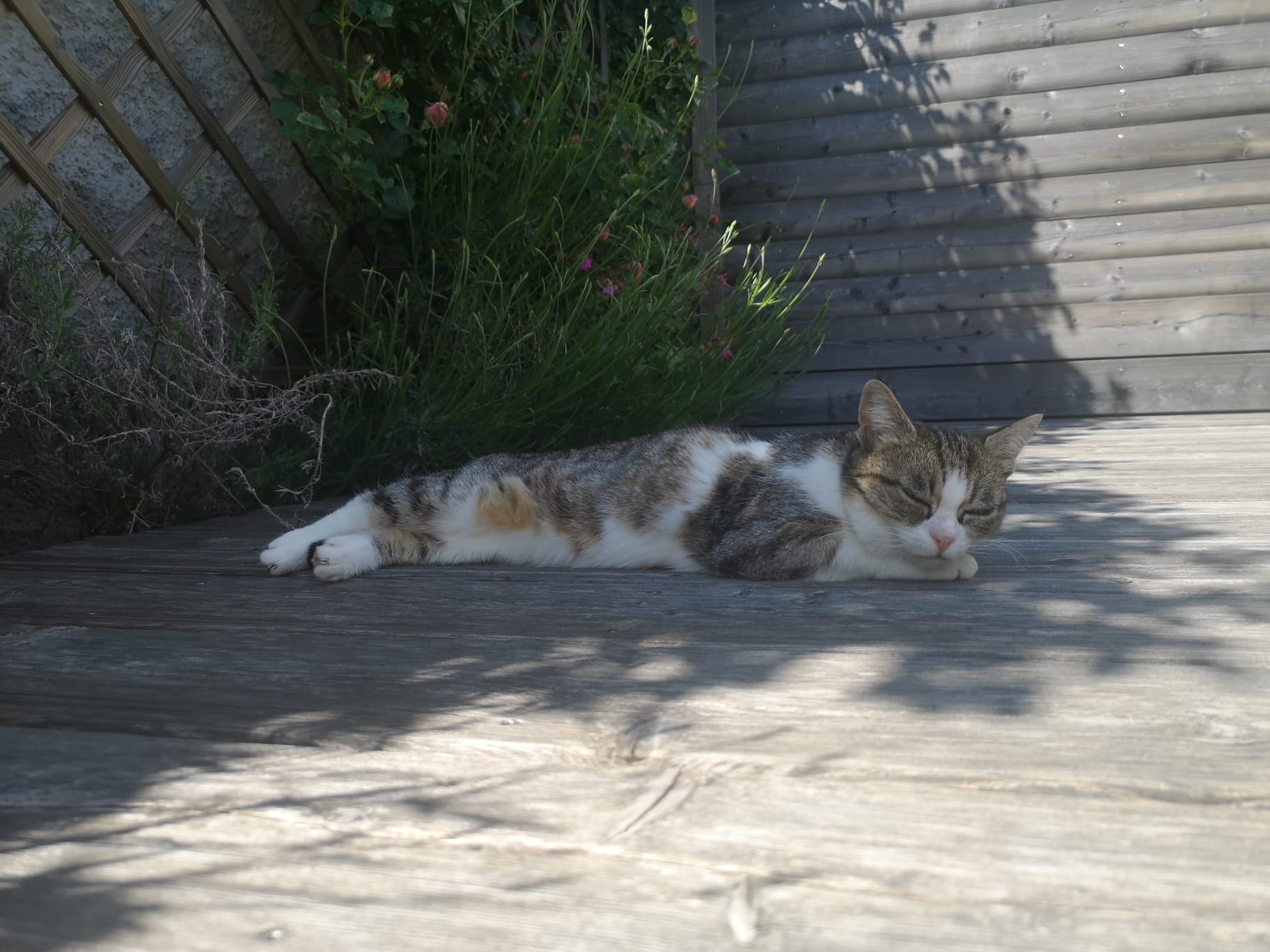 За Михаела и ходенето на лекар